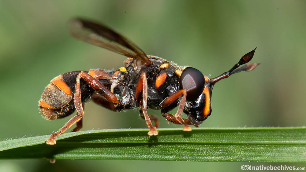Syrphid Fly - Wasp Mimic - www.nativebeehives.com